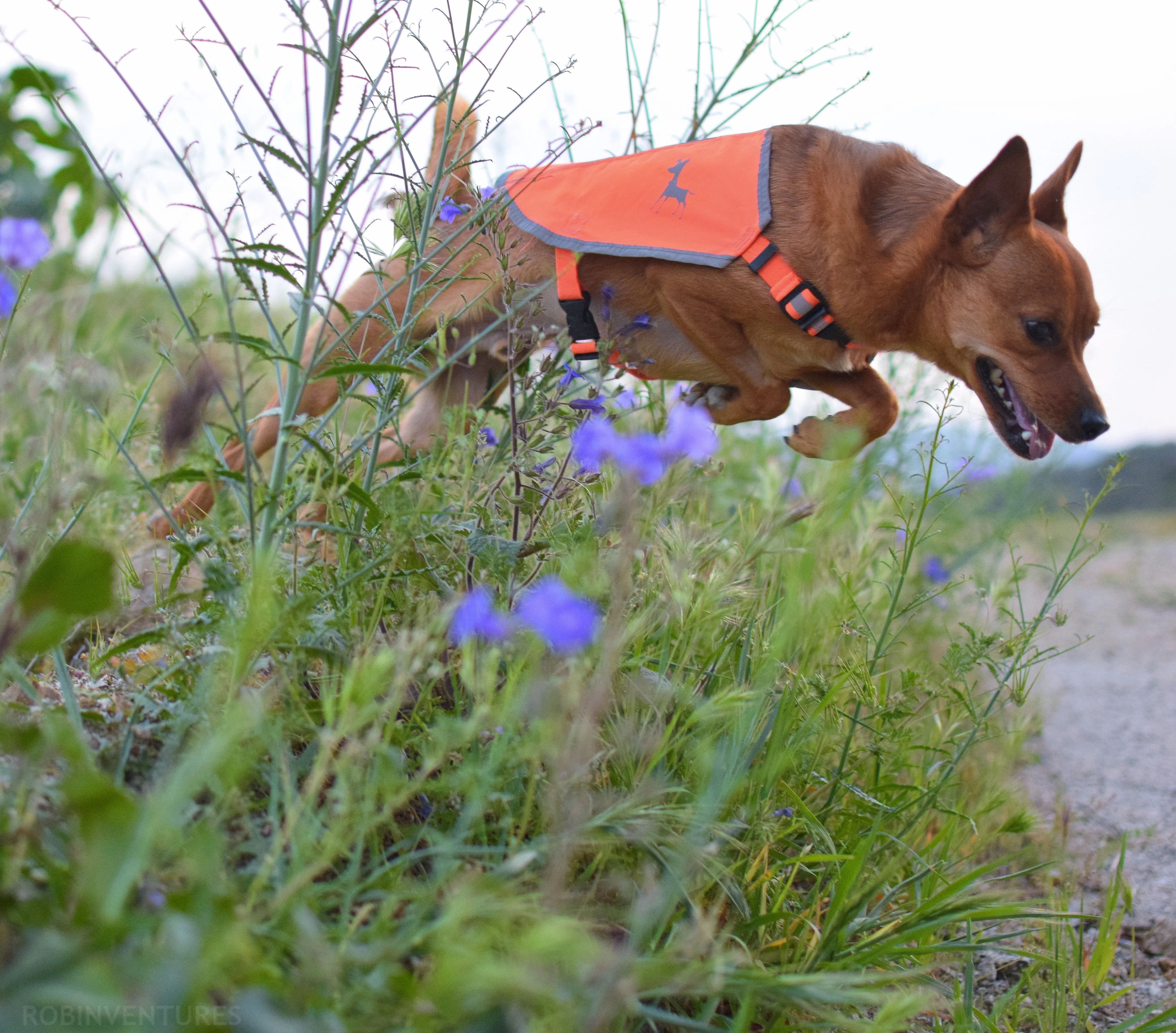 Alcott Reflective Hi-Viz Dog Vest