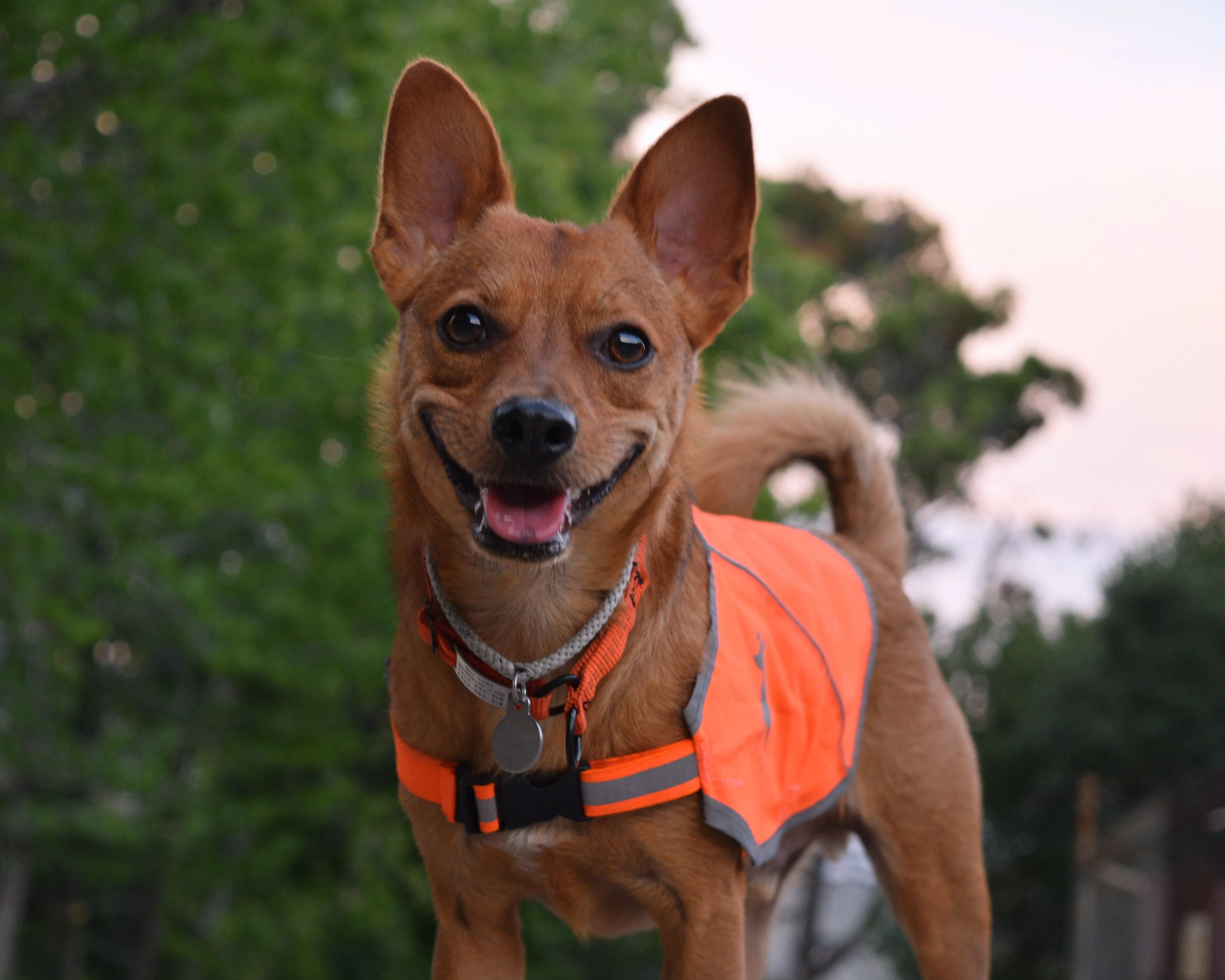 Alcott Reflective Hi-Viz Dog Vest